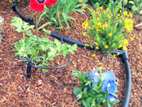 Drip Irrigation