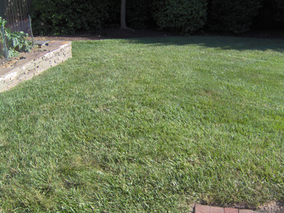 Lawn Aeration